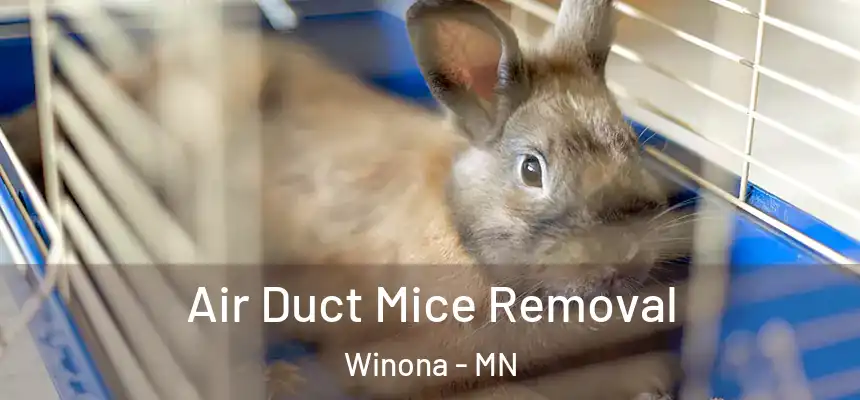  Air Duct Mice Removal Winona - MN